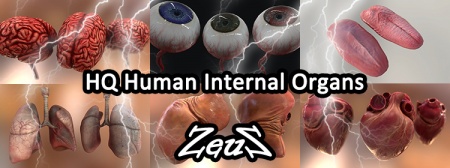 HQ Human Internal Organs